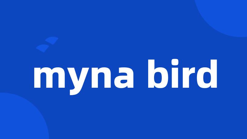 myna bird