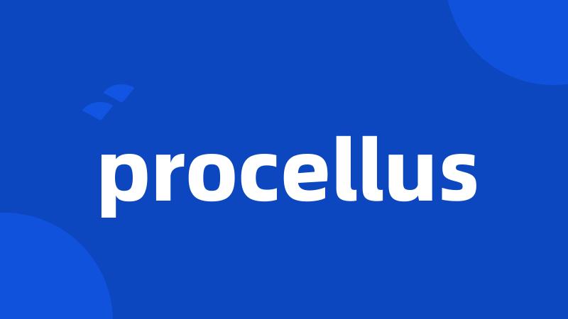 procellus