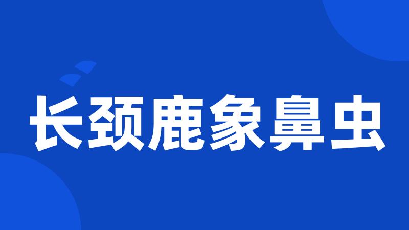 长颈鹿象鼻虫