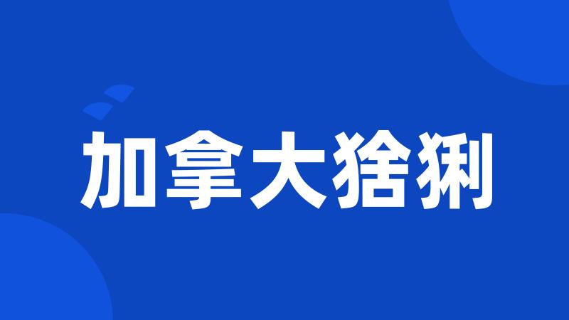 加拿大猞猁