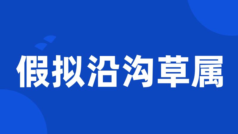 假拟沿沟草属