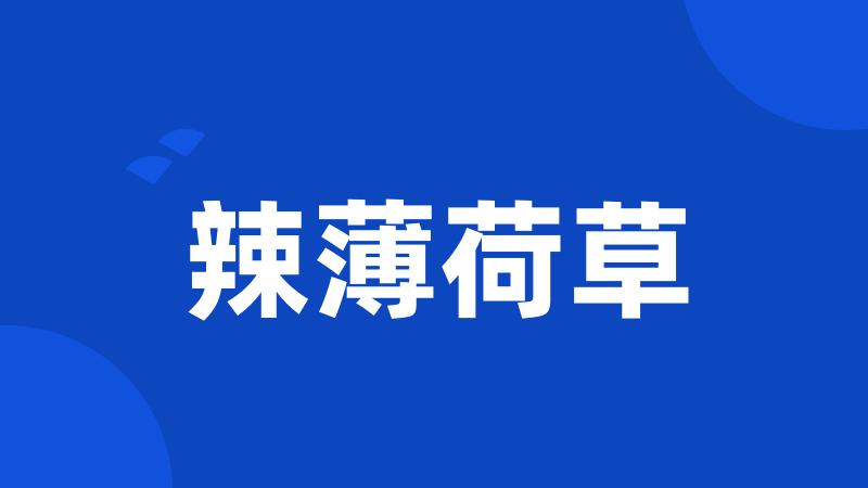 辣薄荷草