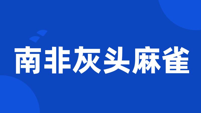 南非灰头麻雀