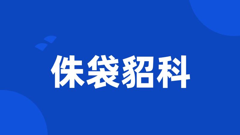 侏袋貂科