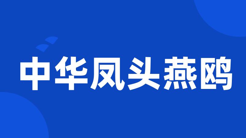 中华凤头燕鸥