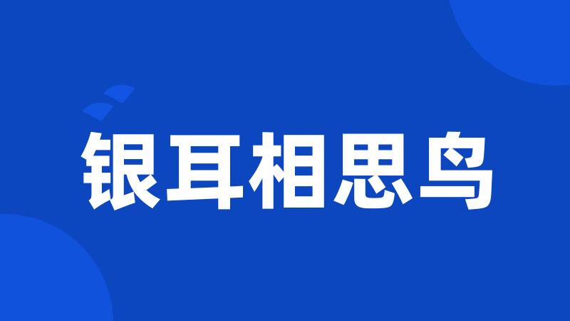 银耳相思鸟