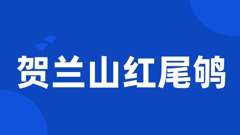 贺兰山红尾鸲