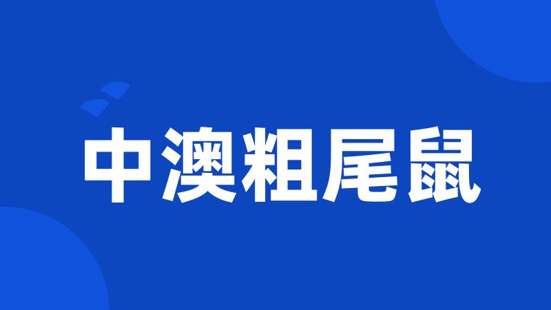 中澳粗尾鼠
