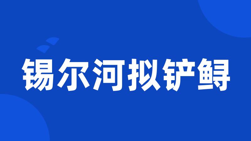 锡尔河拟铲鲟