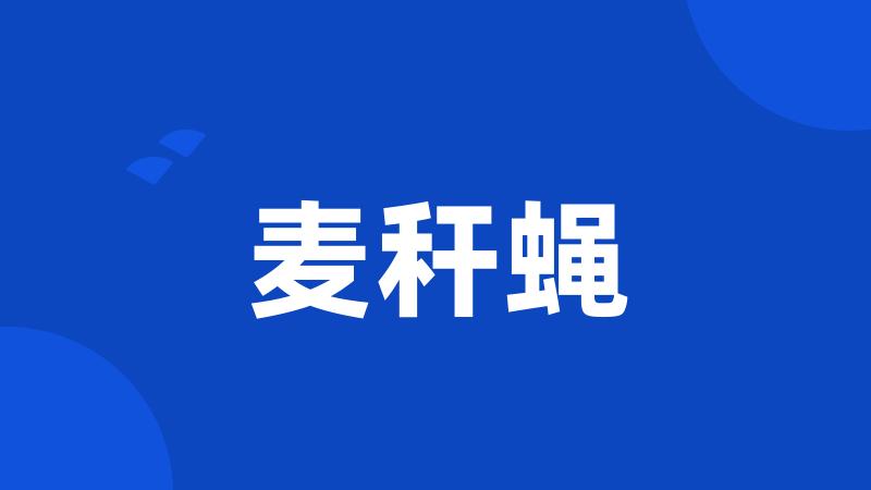 麦秆蝇