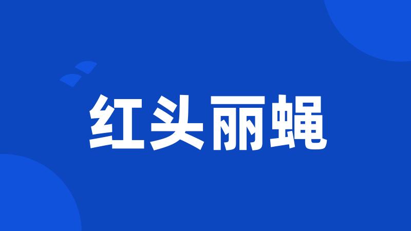 红头丽蝇