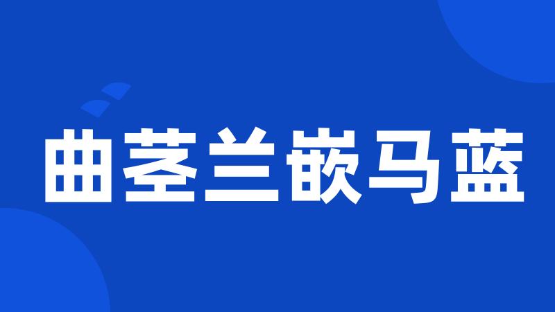 曲茎兰嵌马蓝