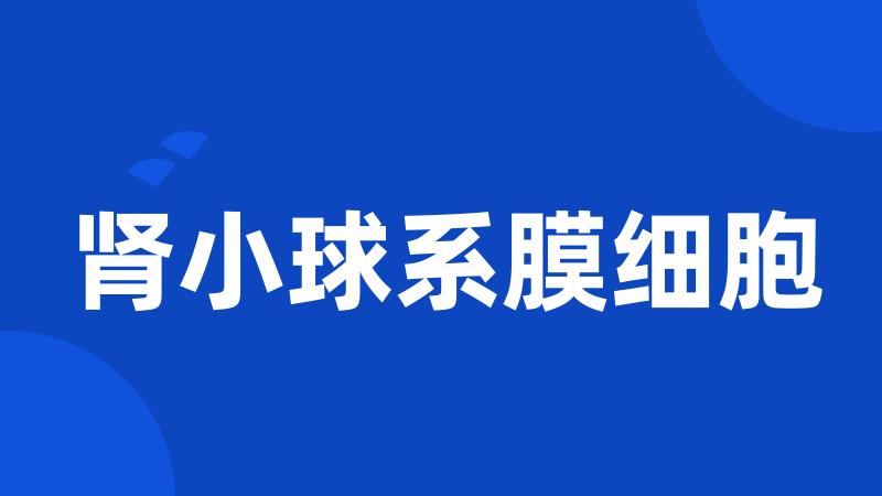 肾小球系膜细胞
