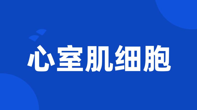 心室肌细胞