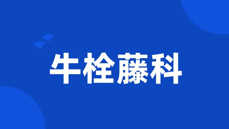 牛栓藤科