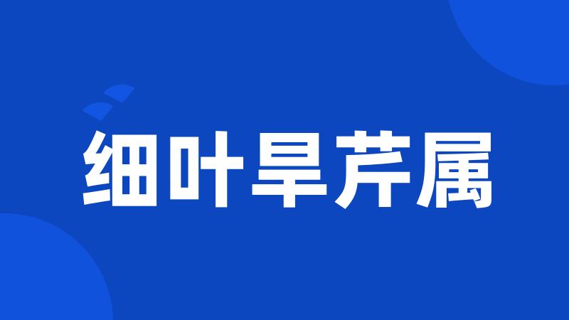 细叶旱芹属