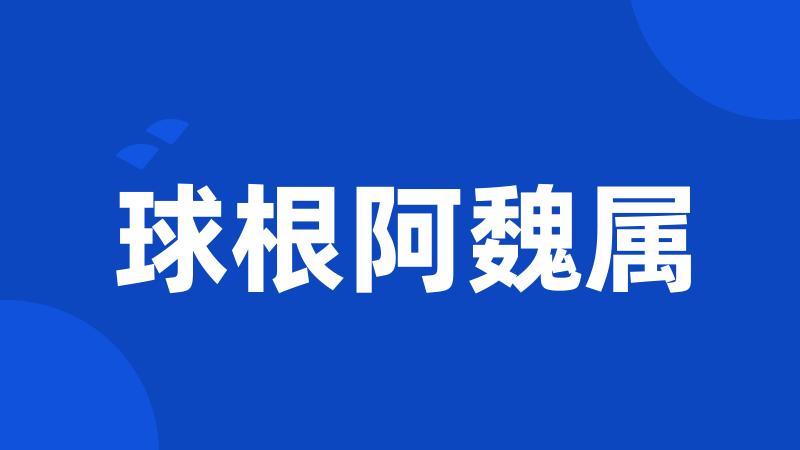 球根阿魏属