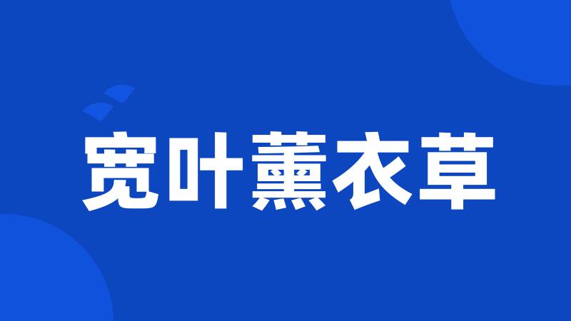 宽叶薰衣草
