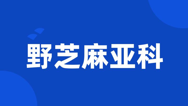 野芝麻亚科