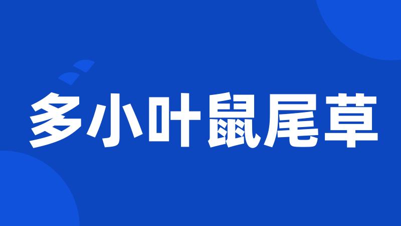 多小叶鼠尾草