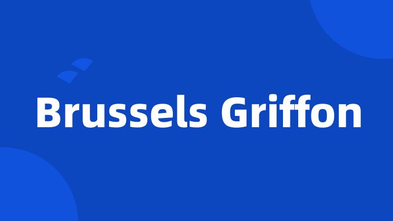 Brussels Griffon