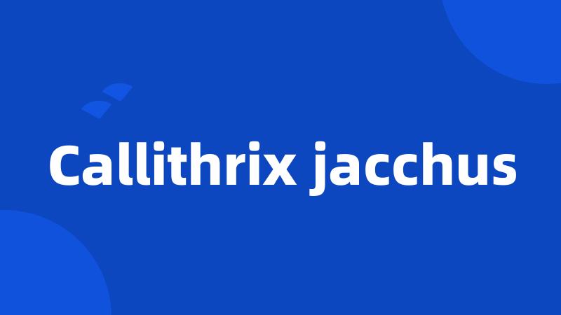 Callithrix jacchus