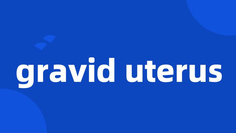 gravid uterus
