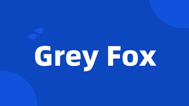 Grey Fox
