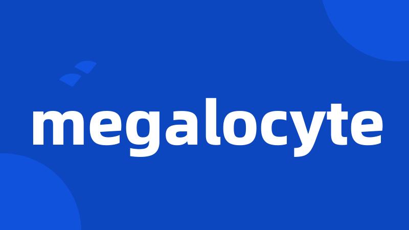 megalocyte