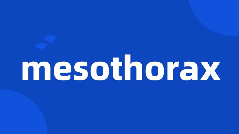 mesothorax