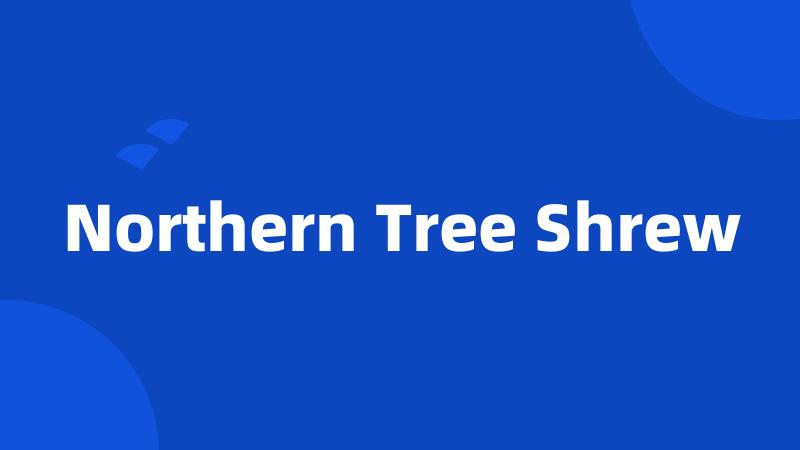 Northern Tree Shrew