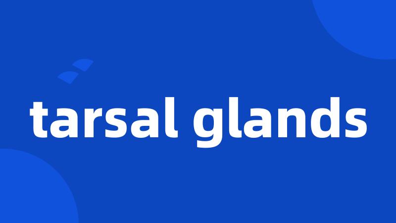 tarsal glands