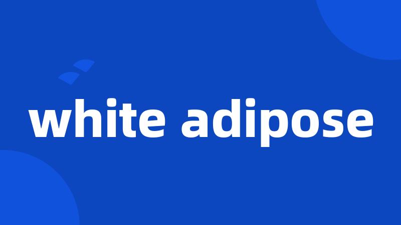 white adipose