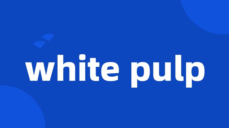 white pulp