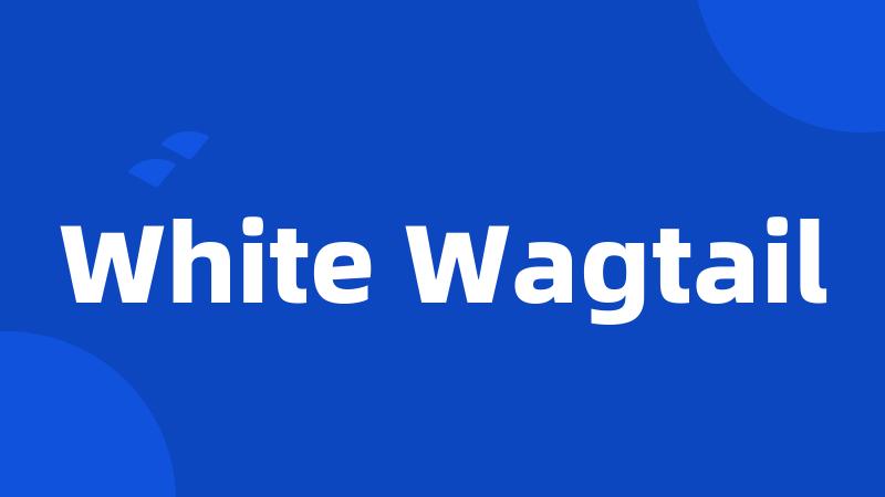 White Wagtail