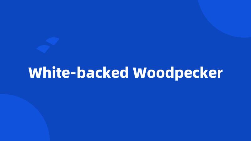 White-backed Woodpecker