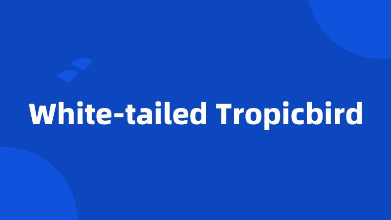 White-tailed Tropicbird