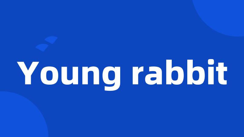 Young rabbit