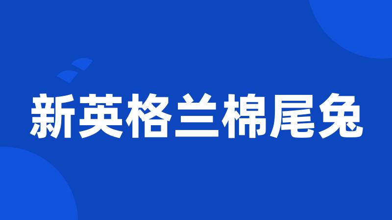 新英格兰棉尾兔