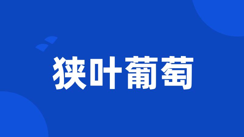 狭叶葡萄