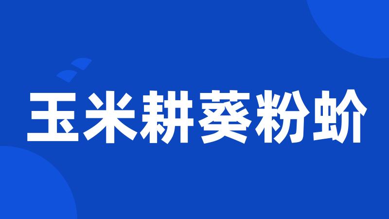 玉米耕葵粉蚧