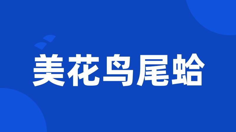 美花鸟尾蛤