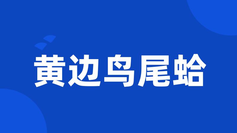黄边鸟尾蛤