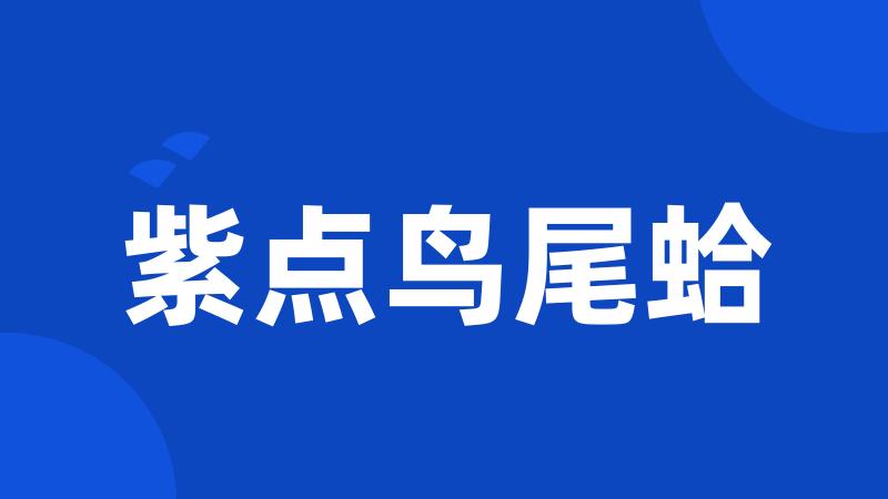 紫点鸟尾蛤