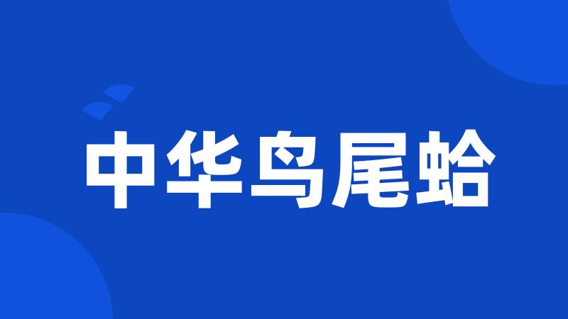中华鸟尾蛤