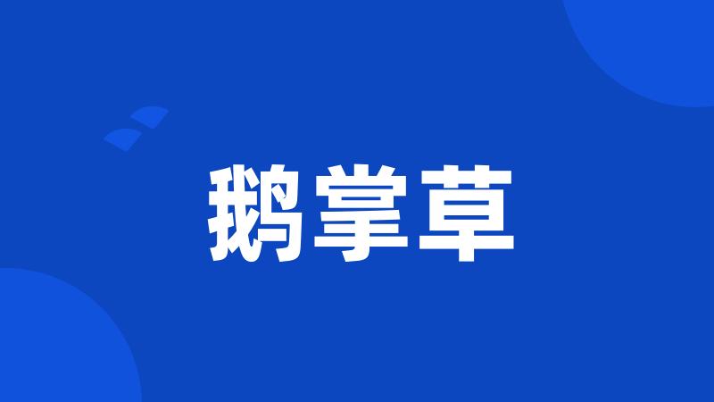 鹅掌草