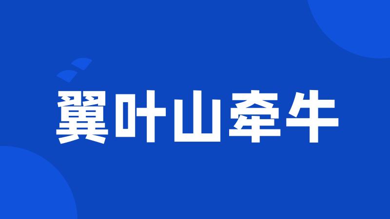 翼叶山牵牛
