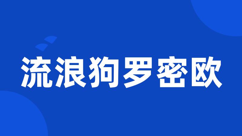 流浪狗罗密欧