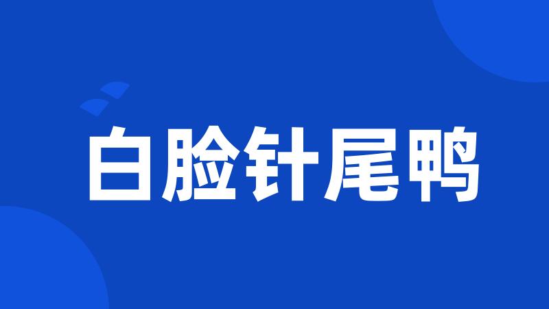 白脸针尾鸭