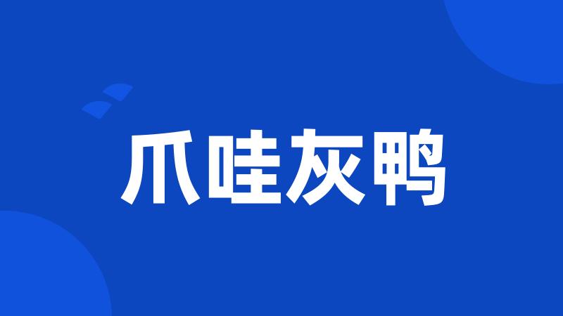 爪哇灰鸭